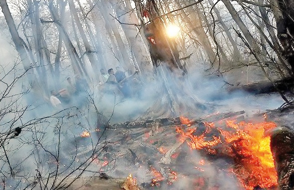 جنگل مهروئیه فاریاب در آتش سوخت 