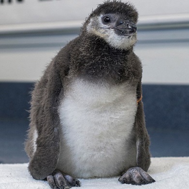 تولد نخستین پنگوئن با اسپرم مصنوعی