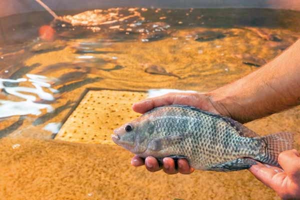 پرورش ماهی تیلاپیلا در کویر