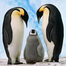 پنگوئن‌ها، زمانی بلندتر از انسان‌ها بودند