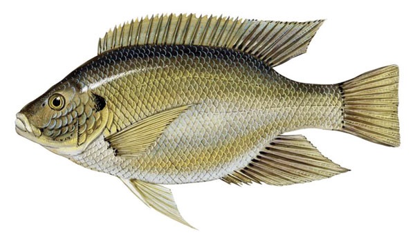 ماهی تیلاپیلا