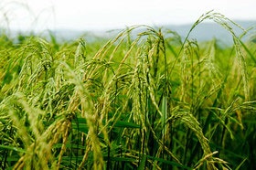 نابودی محصول ۲۰ درصد مزارع برنج خوزستان