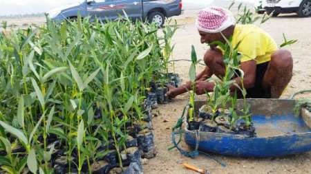 کاشت ۶۰ هزار اصله نهال حرا در ساحل قشم