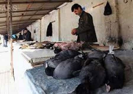 بازار خرید و فروش لاشه پرندگان در مازندران تعطیل می‌شود 