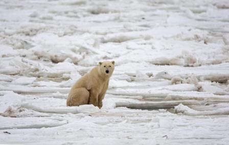 یخ‌های ذوب شده و خرس‌های آواره