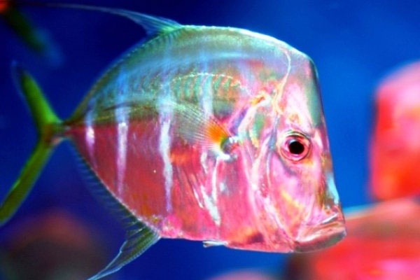 شناسایی ماهی‌هایی که نامرئی می‌شوند 