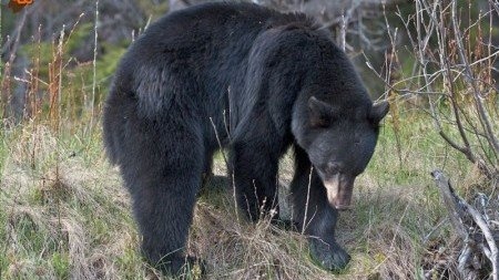 ۹ خرس سیاه آسیایی ظرف ۳ سال کشته شدند 