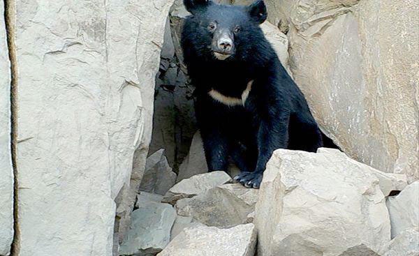 از خرس سیاه آسیایی در بشاگرد هرمزگان تصویربرداری شد 