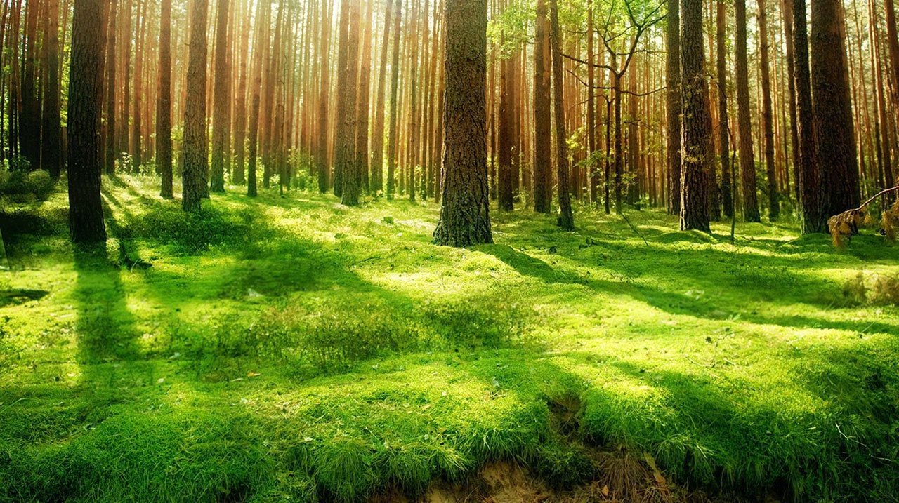 نقش حفاظت از جنگل‌ها در کاهش انتشار CO۲