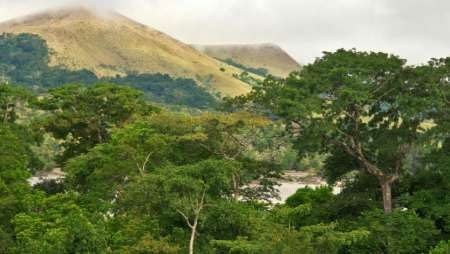 یک صد میلیون هکتار از جنگل‌های آفریقا احیا می‌شود 