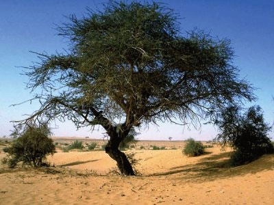 کاشت انبوه درخت