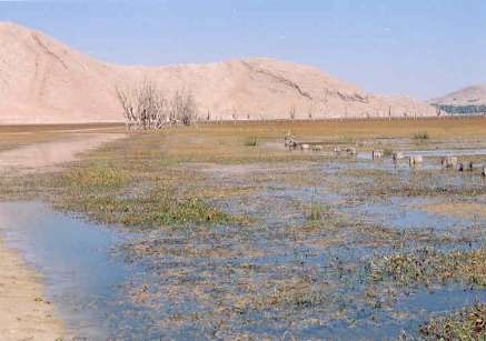 خشکسالی حیات تالاب‌ها را تهدید می‌کند 