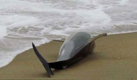 خودکشی یا به گل نشستن بیش از ۱۳۰ دلفین در سواحل ژاپن
