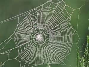 دستاوردی برای پزشکی احیا محکم‌ترین تار عنکبوت جهان تولید شد