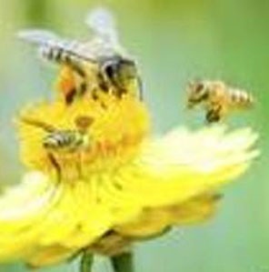 سرخوشی زنبورها با مکیدن شهد گل‌های آغشته به آفت‌کش نیکوتین‌‌دار 