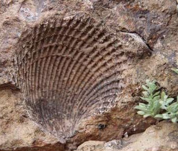 کشف فسیل صدفی ۶۵ میلیون ساله در تربت حیدریه 