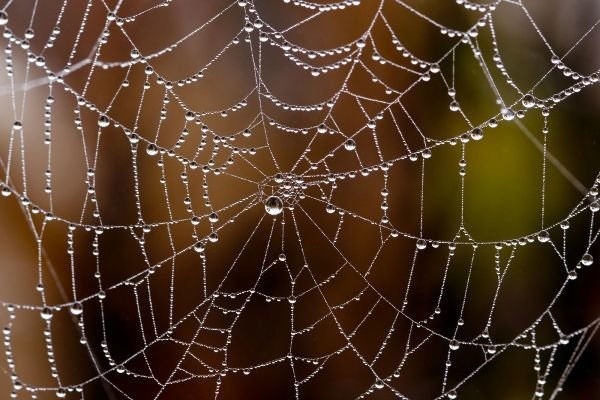 ساخت محکم‌ترین تار عنکبوت مصنوعی جهان از باکتری روده انسان 