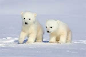 سایه انقراض بر سر خرس‌های قطبی 