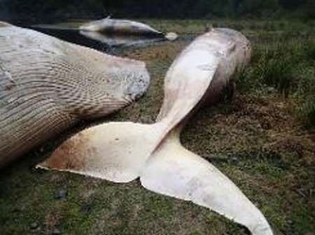 مرگ بیش از ۲۰ نهنگ در سواحل شیلی 