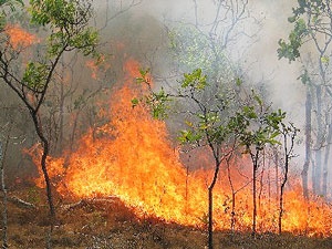 آتش‌سوزی در جنگل