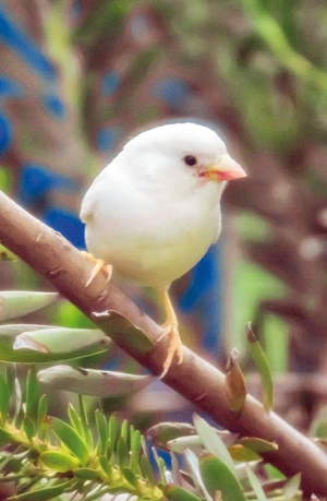 پرنده سفید 