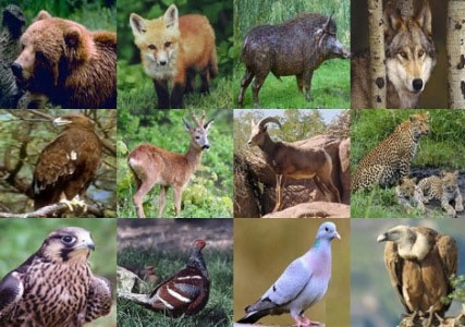 برنامه عمل حفاظت از ۳۰ گونه جانوری تهیه می‌شود 