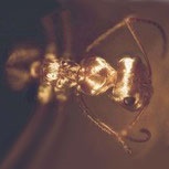 مورچه‌های نقره‌ای صحرای آفریقا چگونه با گرما کنار می‌آیند؟ 