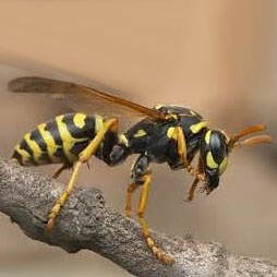 آلومینیوم؛ تهدید جدید جمعیت زنبورها 