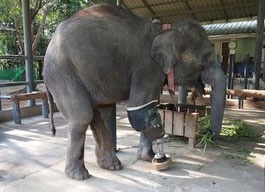 اولین بیمارستان فوق‌تخصصی فیل‌ها در هند 