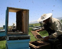 خسارت ۳۶ میلیارد ریالی زنبورداران خوزستان از ریزگردها 