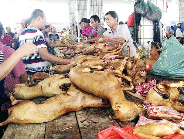 اعتراض مدافعان حقوق حیوانات به جشنواره گوشت سگ در چین