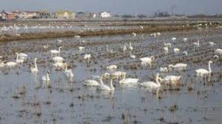 زمستان‌گذ‌رانی پرندگان مهاجر مصرف کودشیمیایی را در فریدونکنار کاهش داد 
