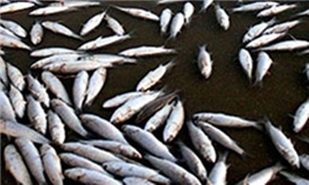 مرگ بیش از یک هزار قطعه ماهی در مهاباد 