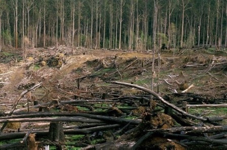 نابودی بیش از دو هزار هکتار از جنگل‌های شمال کشور در ۵۰ سال