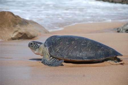 فصل تخم‌گذاری لاک‌پشت دریایی سبز در سواحل سیستان و بلوچستان آغاز شد 