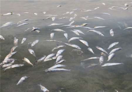 مرگ ماهیان ساردین بر اثر بیماری‌های خاص