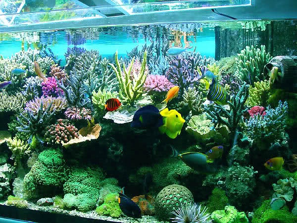مرجان‌های آکواریوم سمی و عامل انتقال عفونت به انسان است
