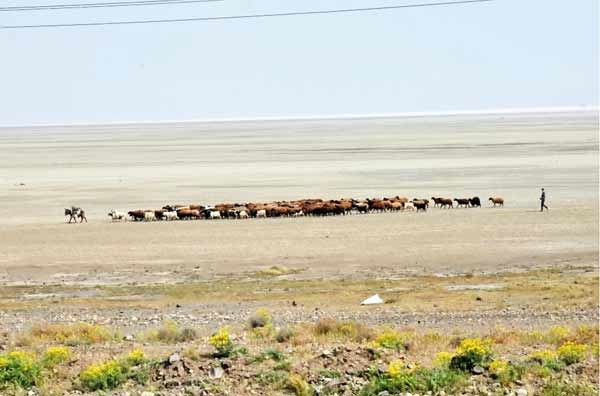 توسعه اراضی کشاورزی در اطراف دریاچه ارومیه ممنوع شد 