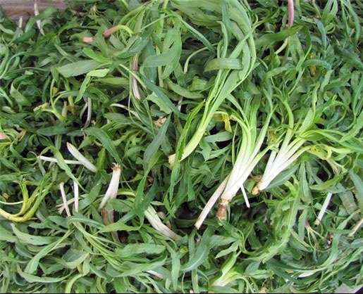 Кирмизюк армянская трава фото