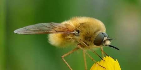 ۸۵ درصد جانوران کشور را حشرات تشکیل می‌دهند