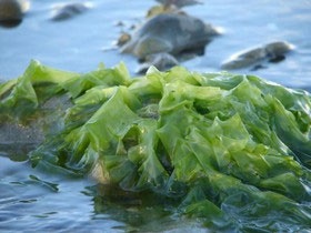 تولید آنتی‌بیوتیک از جلبک دریایی 