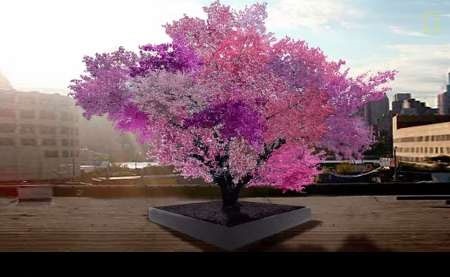 درخت ۴۰ میوه به شکوفه نشست 