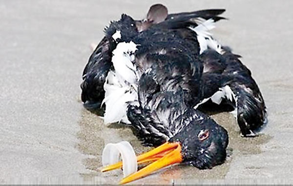 زباله‌های پلاستیکی زندگی۹۰درصد پرندگان دریایی را تهدید می‌کند 
