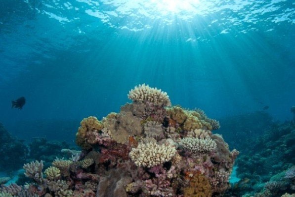 پاکسازی اقیانوس‌ها از دی اکسید کربن با ریزروبات‌ها 