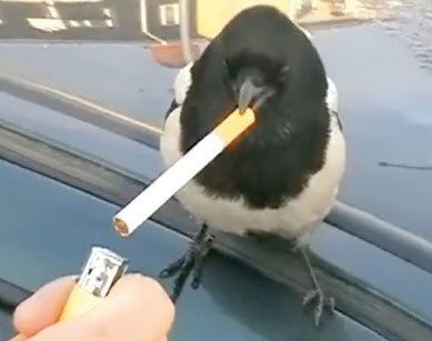 سیگار 