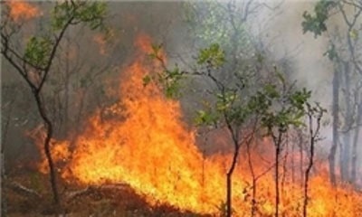 ۱۵ هکتار از جنگل‌های گیلانغرب در آتش سوخت