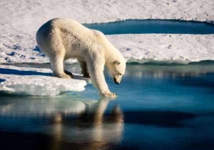 جمعیت خرس‌های قطبی یک سوم کاهش می‌یابد