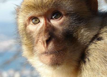 میمون‌ها به لحاظ ساختار صوتی امکان سخن گفتن دارند 