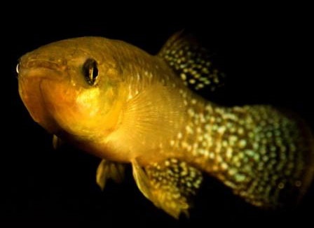 مقاومت گونه‌ای ماهی در برابر آلودگی‌های محیط زیستی 