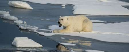 قطب شمال سریع‌تر از دیگر مناطق گرم می‌شود 